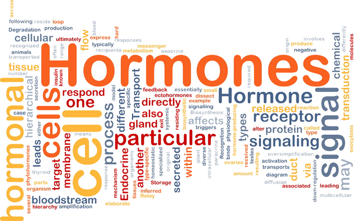 Hormone Replacement Word Cloud
