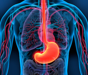 diagram of esophagus 