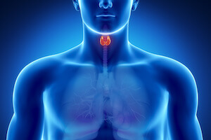 Outline of where thyroid is located
