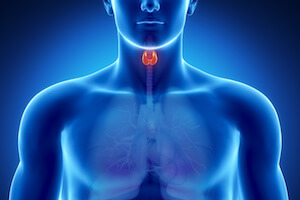 Outline of where thyroid is located