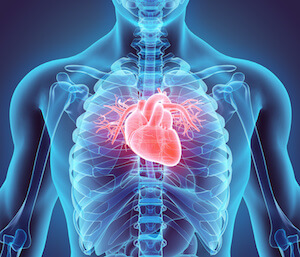 Heart Isolated Inside Body
