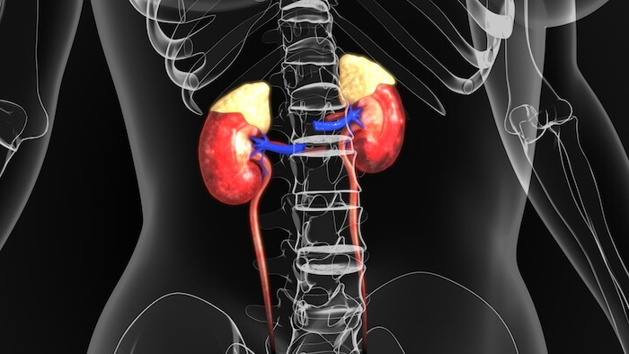 Adrenal Glands