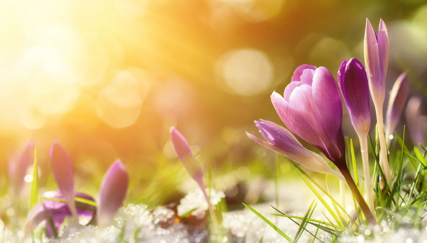 Spring Equinox and Your Health